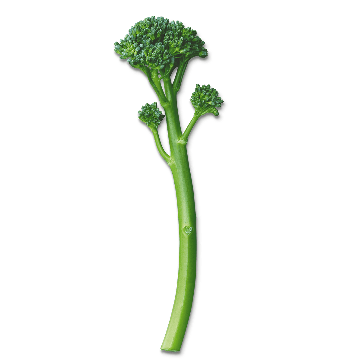 Organic Tenderstem® Broccoli - Bedlam Farms